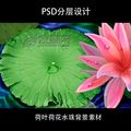 荷叶荷花水珠背景PSD分层模版下载_编号11143371.jpg